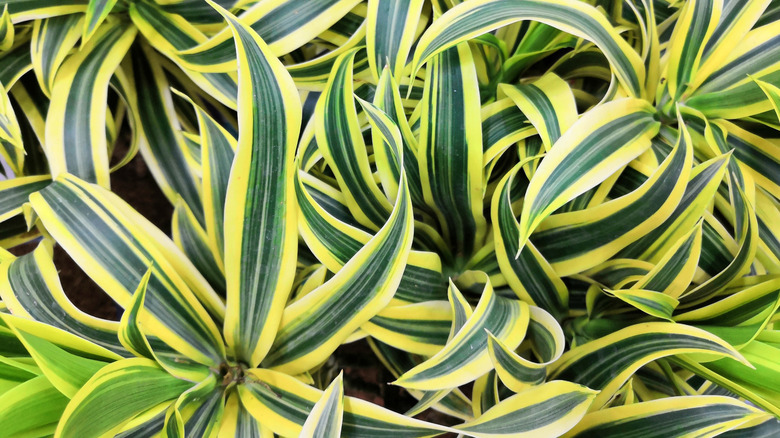 Dracaena reflexa Song of India plant foliage