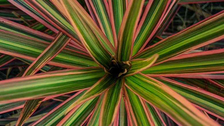 Top down view of the Dracaena marginata 'Tricolor'