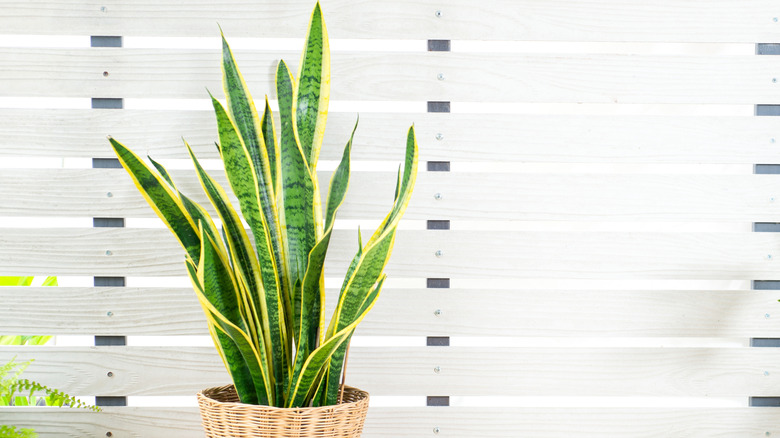 Variegated snake plant dracaena trifasciata 'Laurentii' in a wicker pot