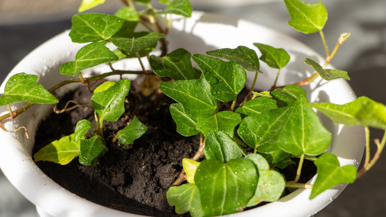Small Algerian ivy plant growing in a small white planter