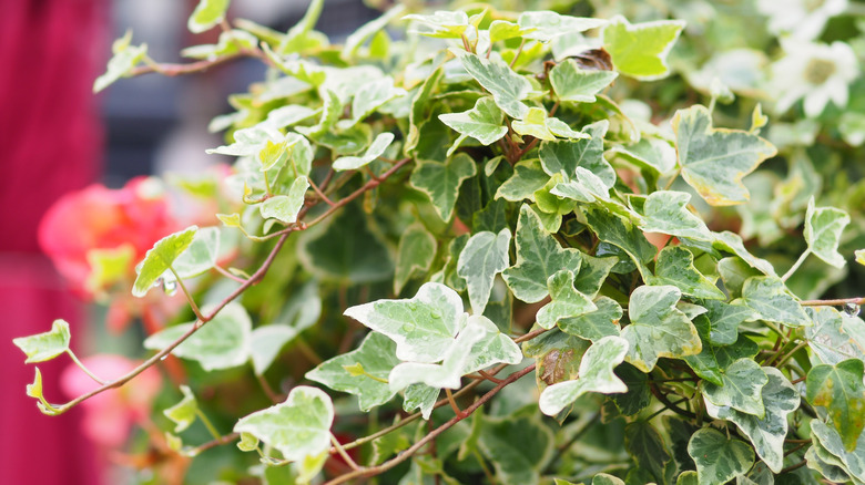 Anne Marie ivy growing in a planter