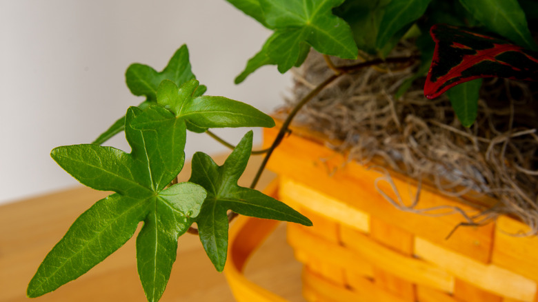 Close up of asterisk ivy leaves growing in a basket on a table