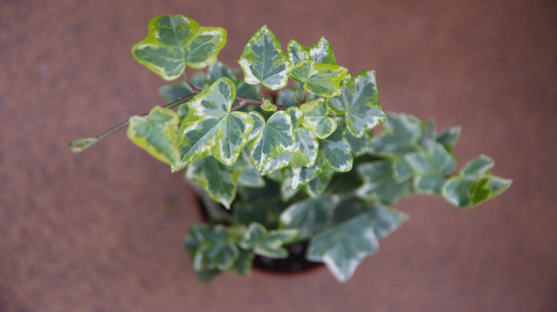 Top down view of Algerian ivy growing in a pot