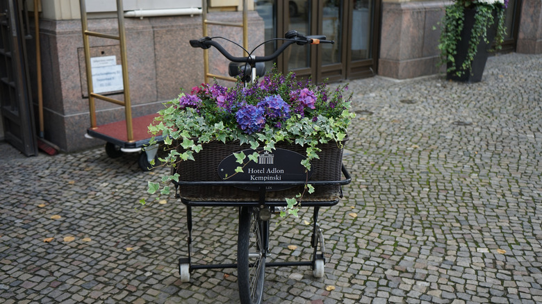 Glacier Ivy growing in a basket on a bike in front of a hotel