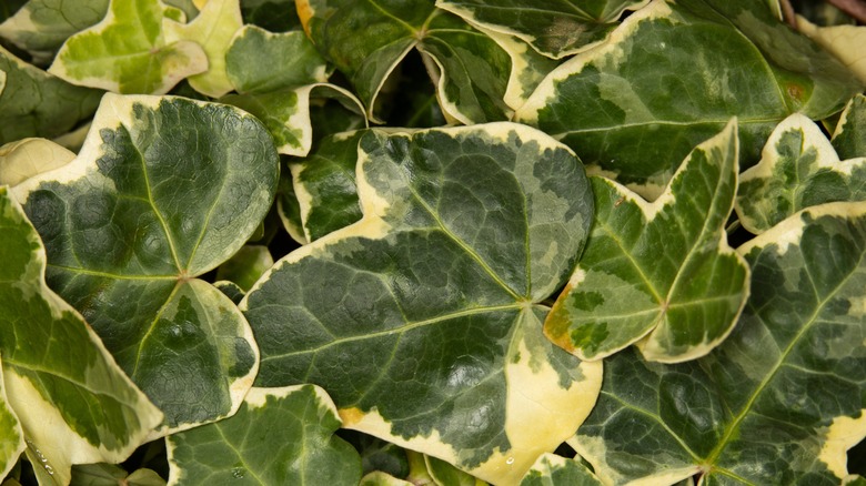 Gold Child ivy close up