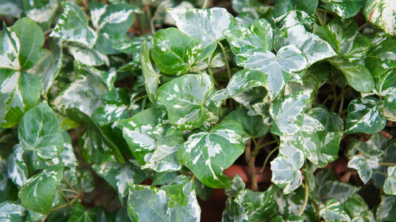 Close up of Kolibri ivy leaves in a pot