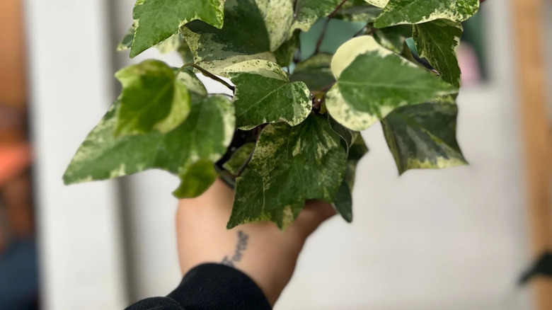 Hand holding a pot of marble ivy