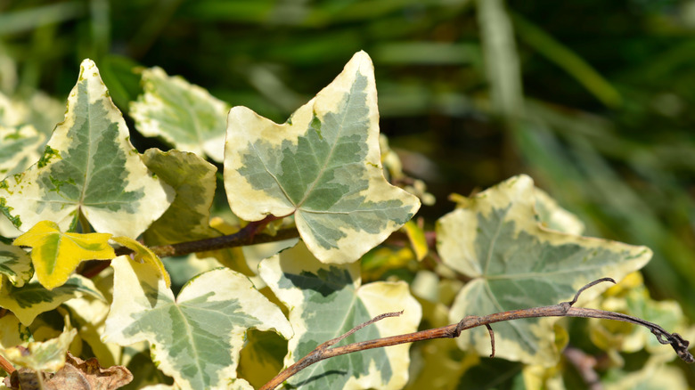 Close up of Marengo ivy leaves