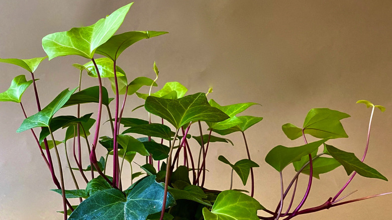 Neon ivy leaves on red stems growing indoors