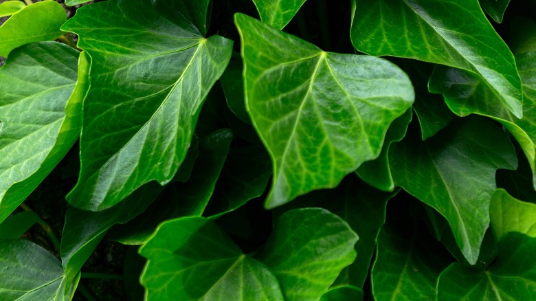 Close up of heart-shaped Persian ivy leaves