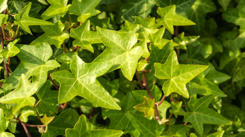 Close up of Shamrock ivy leaves in the sun