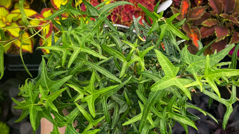 Starling ivy growing in a planter at a nursery