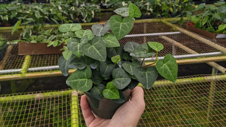 Hand holding a potted 'sweetheart' ivy plant at a nursery