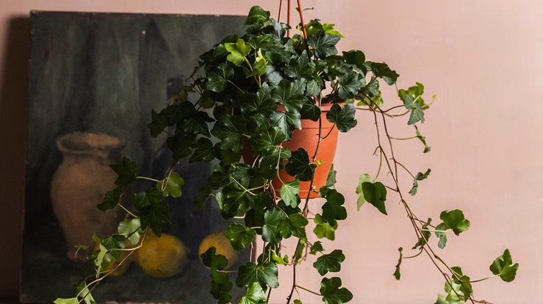 'Wonder' Ivy in a hanging pot with a picture of a vase on the wall behind it.