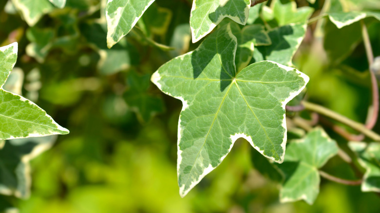 Close up of yellow ripple ivy leaves