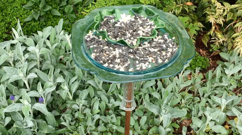 DIY platform bird feeder made from glassware in a garden with various seeds in it