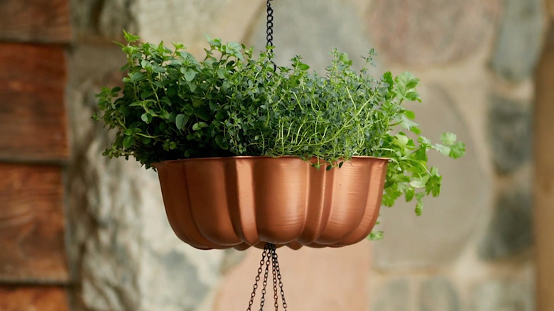 Different varieties of herbs growing in a copper-colored Bundt pan hanging from a chain