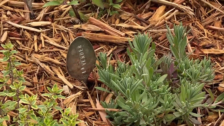 Old metal spoon stamped with the word "lavender" pushed into the ground next to a lavender plant