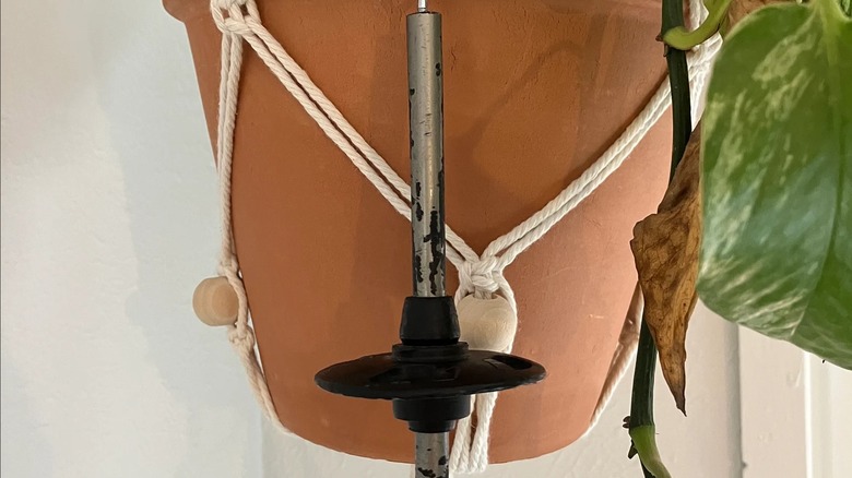 The bottom of a ski pole hanging on a plant.