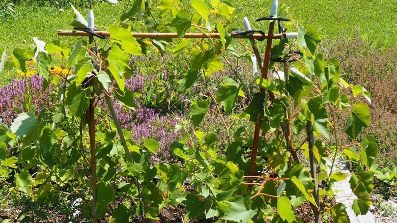 Four ski poles tied together to make plant trellis.