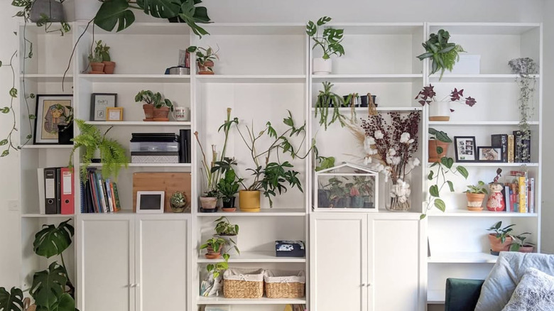 plants on the shelves of a white bookcase in living room