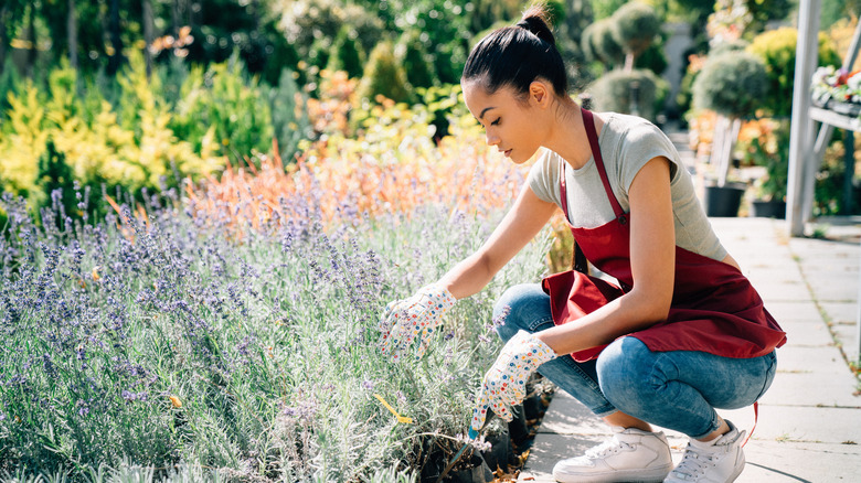 woman tending to lavender