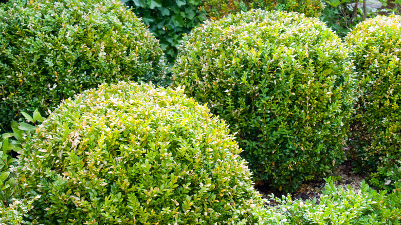 American boxwood Buxus sempervirens pruned in round shapes
