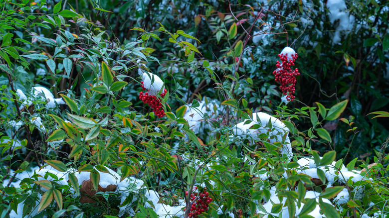 The evergreen foliage of the American holly Ilex opaca with snow
