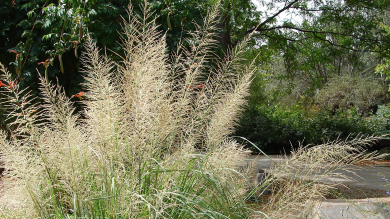 Sporobolus wrightii big sancton ornamental grass