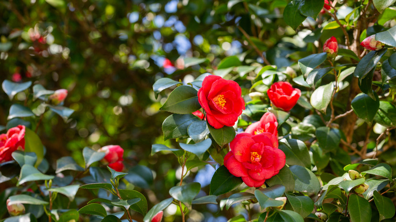 Rich red blooms of the camellia flower Camellia japonica