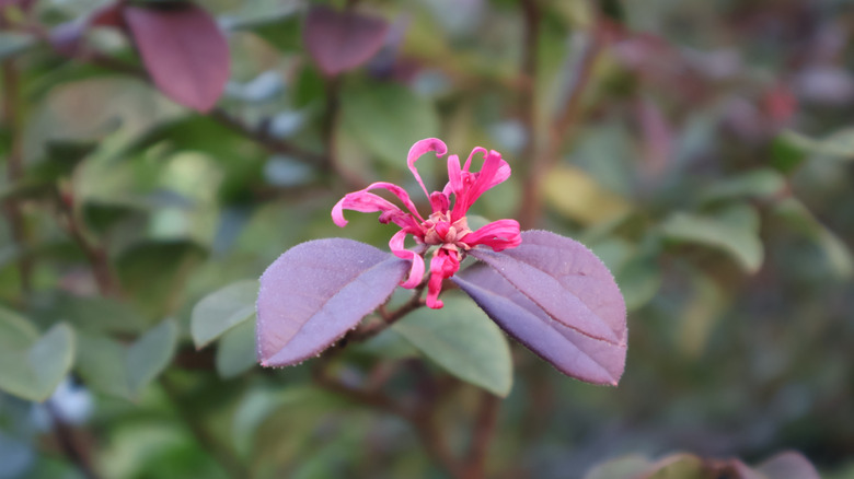The Chinese fringe flower Loropetalum chinense with red foliage in a garden