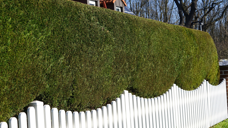 Easter arborvitae Thuja occidentalis grown and shaped as a hedge