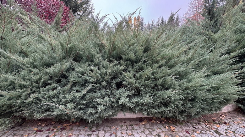 A small shrubby Juniperus virginiana