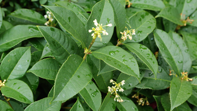 Close up of the green leaves of the fragrant tea olive Osmanthus fragrans