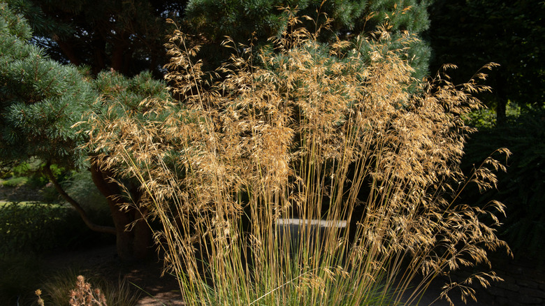 Golden leaves of the giant needle grass Celtica gigantea
