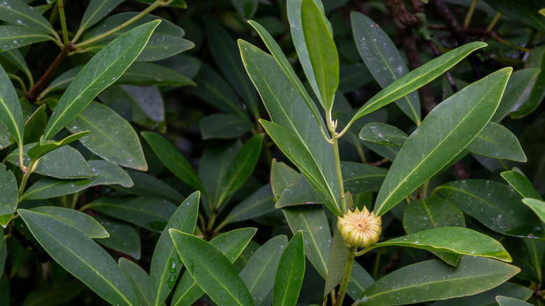 Illicium parviflorum hardy anise shrub close up