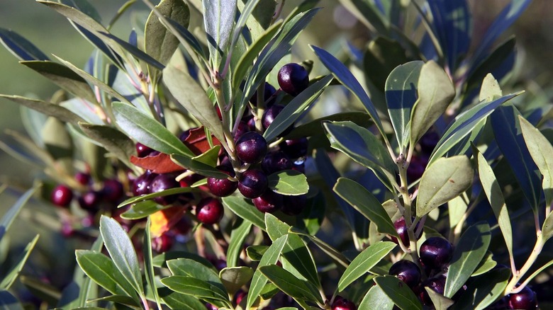 The dark green leaves and purple berries of the inkberry shrub
