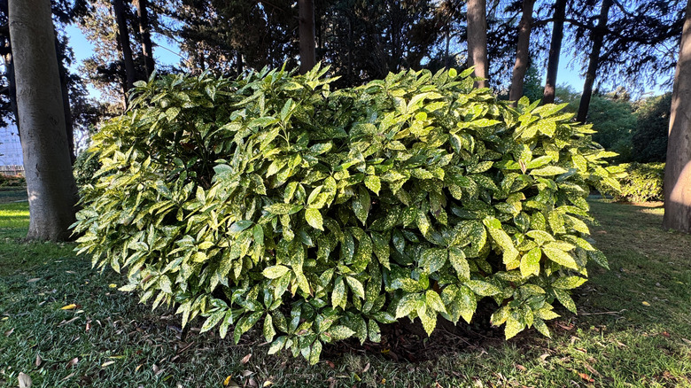 Japanese laurel Aucuba japonica shrub with spotted leaves