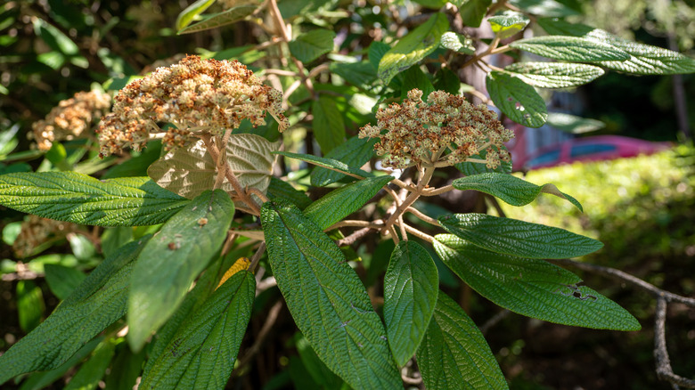 The textured leaves of the leatherleaf viburnum Viburnum in autumn
