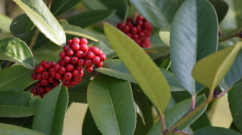 Red berries and green leaves of the lusterleaf holly Ilex latifolia