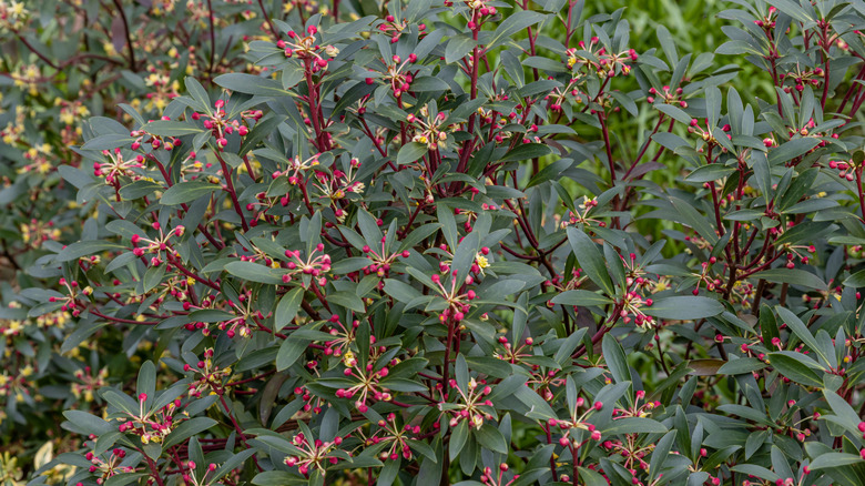 Mountain pepper Drimys lanceolata with red berries and stems and dark green foliage