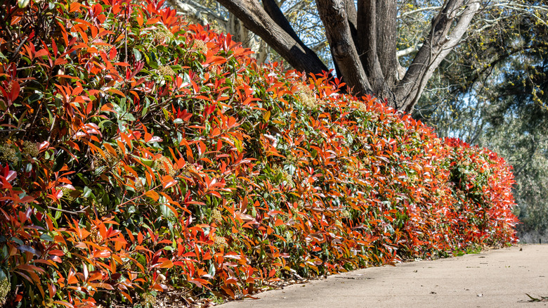 Red tip photinia Photinia x fraseri shaped into a hedge