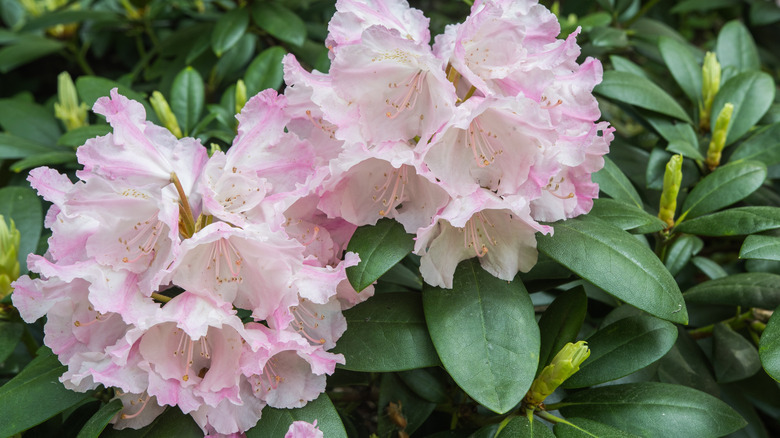 Pink flowers of the rosebay rhododendron Rhododendron maximum