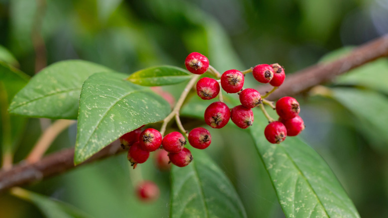 The red berries of the willowleaf cotoneaster Cotoneaster salicifolius