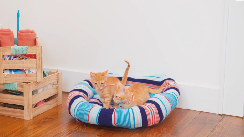 Two orange kittens sitting on a DIY pet bed made from an old sweater
