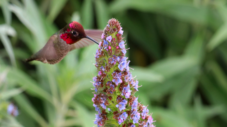 hummingbird feeding on veronica