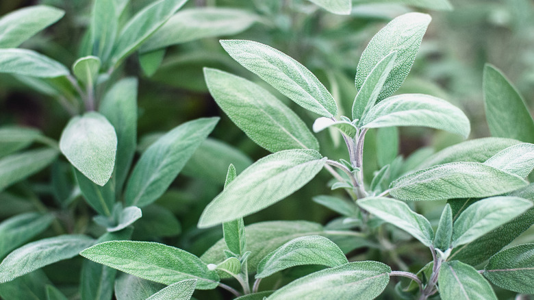 Grayish green leaves of garden sage plants