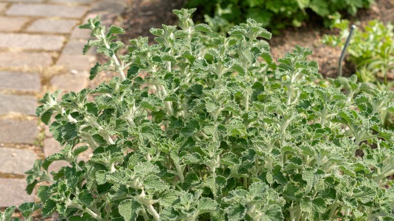 Horehound plant with grayish green leaves