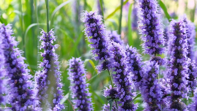 Lavender colored spikes of hyssop flowers