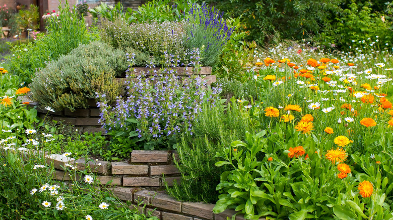 Diverse herb garden with flowers growing among low bricked walls